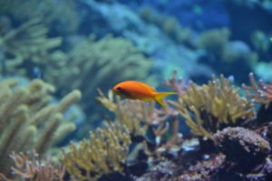 acqua per acquario